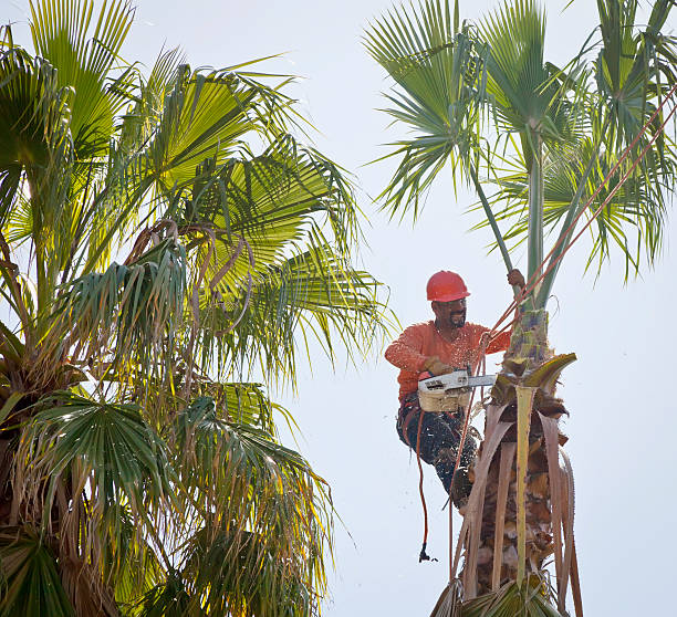 The Steps Involved in Our Tree Care Process in West Wyomissing, PA